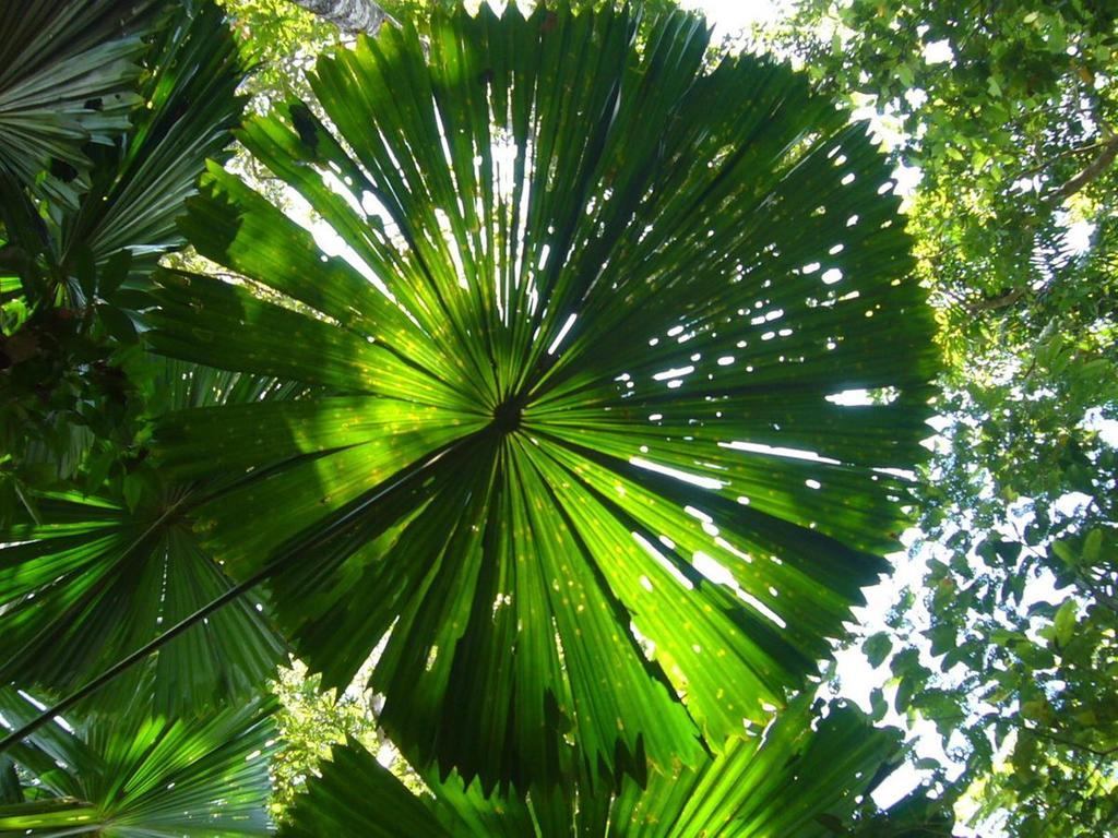 Port Douglas Retreat Luaran gambar